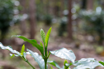 Top coffee leaves in plantation.