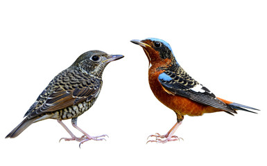 Pair of White-throated Rock Thrush (Monticola gularis) grey and dark brown bird species in Muscicapidae family order Passeriformes, fasinated sweet animal