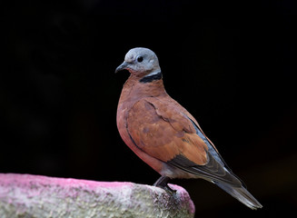 Red Turtle (Streptopelia tranquebarica) also clled Red Collared Dove perching on ring jar over dark background, freedom bird