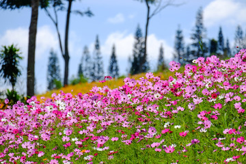Flower Garden, Cosmos Flower