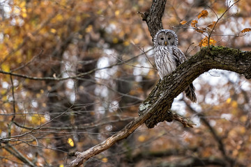 Ural owl with white and black feathers photographed on an autumn forest background in Romania