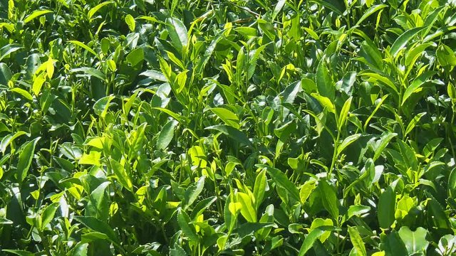 Closeup of Tea Bushes on a Sri Lankan Farm