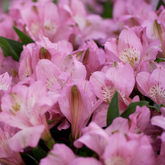 beautiful bouquet of pink alstromeries