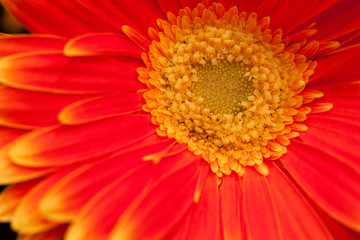 bright unusual red gerbera with yellow border on petals