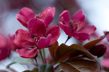 Fototapeta na wymiar sakura branch with beautiful burgundy flowers