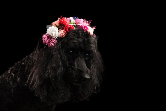 cute poodle wearing flowers crown looks down