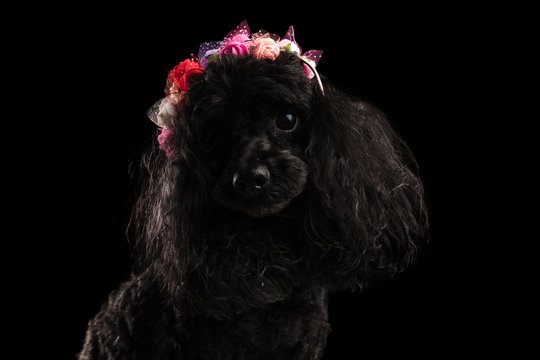 adorable black poodle wearing coloured flowers crown