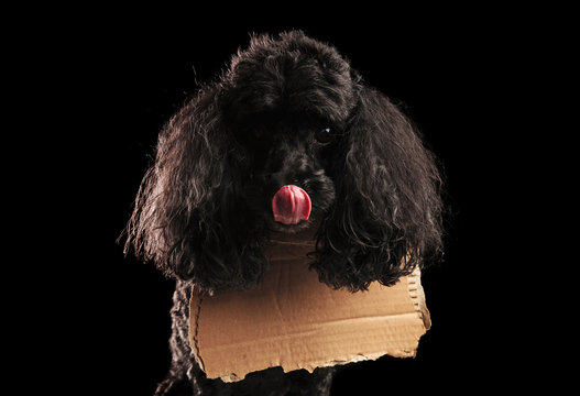 hungry homeless poodle  licks its mouth and wears  blank carton message