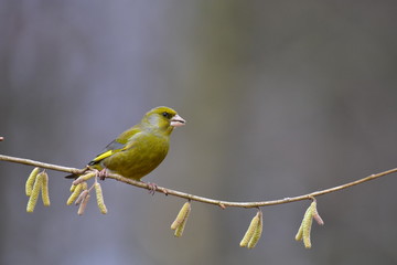 Carduelis chloris
