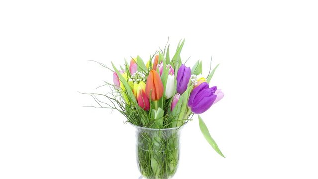 Time-lapse of growing, opening and rotating multicolor tulips bouquet in a vase 1x1 on white background