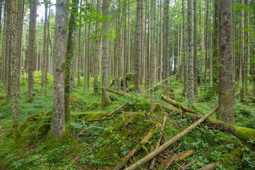 Zauberwald am Hintersee