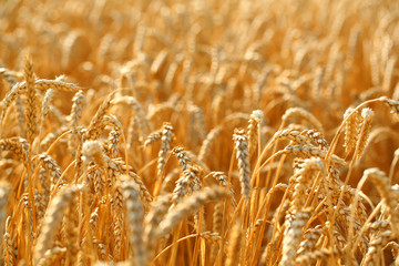 Wheat field