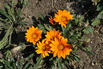 Five bright orange flowers of gazania rigens
