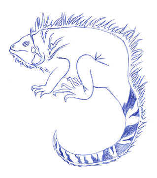 Iguana disegno a penna