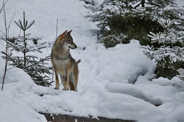 Eurasian wolf in white winter habitat, beautiful winter forest, wild animals in nature environment, european forest animals, canis lupus lupus