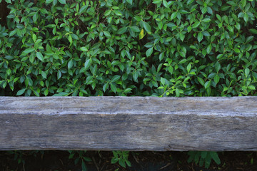 Old wooden bench with green leaf background