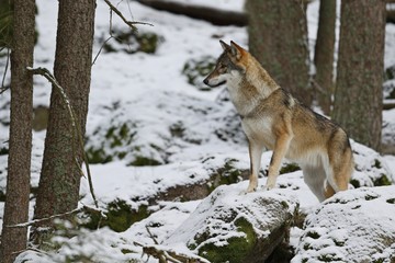 Eurasian wolf in white winter habitat, beautiful winter forest, wild animals in nature environment, european forest animals, canis lupus lupus