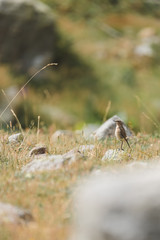 Oiseau