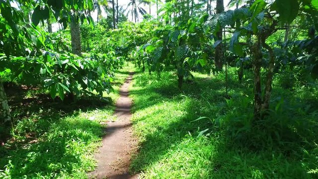 Coffee plantage on Java Indonesia