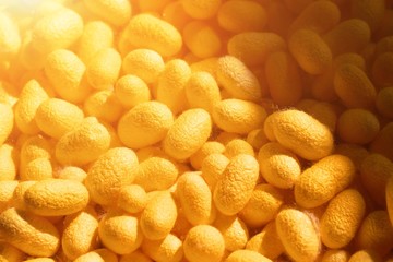 pupa feeding for making silk