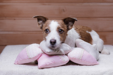 Cute Jack Russell Terrier. Valentine's day.