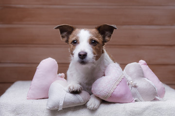 Cute Jack Russell Terrier. Valentine's day.