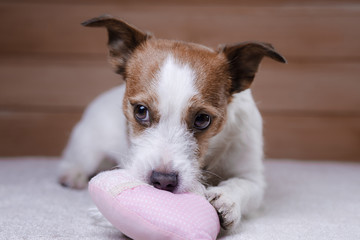 Cute Jack Russell Terrier. Valentine's day.