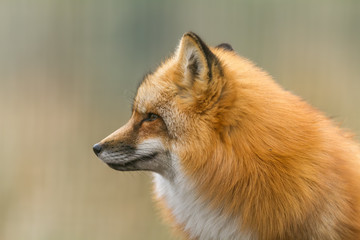 Red Fox - Renard Roux