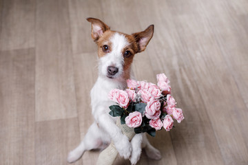 Jack Russell Terrier with flowers. Valentine's day