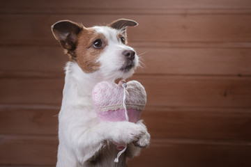 Cute Jack Russell Terrier. Valentine's day.