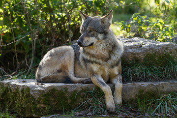 Grey Wolf - Loup Gris