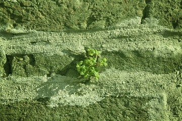 Obraz premium Brick wall stone background - texture for continuous rocks