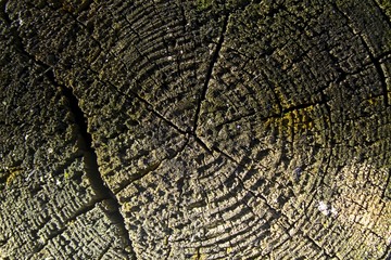 Fototapeta premium Wooden texture, empty wood background, cracked surface
