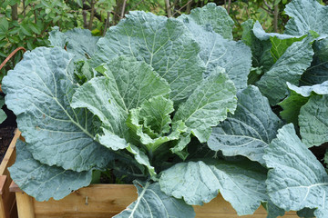 Hochbeet, Wirsing, Brassica oleracea var sabauda, Kohl,