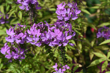 Fototapeta premium Spinnenblume, cleome, spinosa