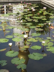 Reflection Modern Buddhist Temple with Lotus Flowers (D)