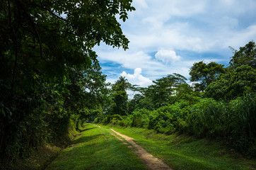 Obraz premium Bukit Timah Hiking Trail
