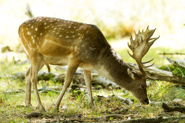 Deer - Cerf
