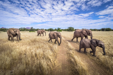 Fototapeta na wymiar Elefanten-Gang, Namibia