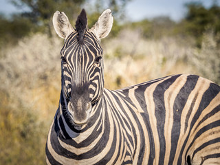 Portrait of a zebra looking straight into the camera in Etosha-Nationalpark, Namibia