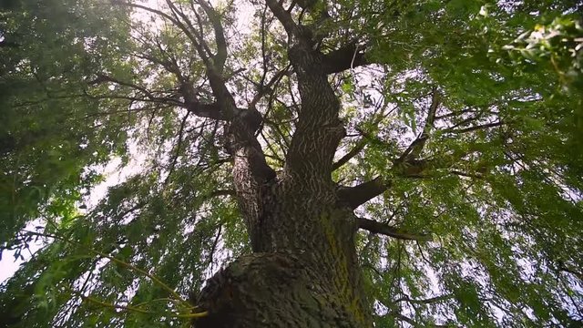  willow tree