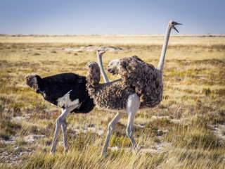 Male ostrich looking annoyed by the gestures of his female companion in Etosha-Nationalpark, Namibia