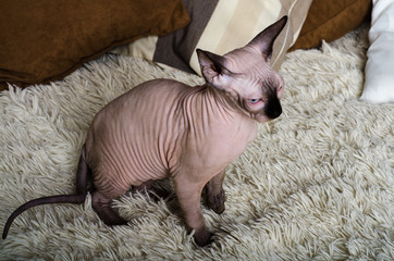 Sphynx cat