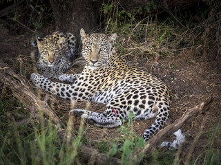 A female leopard watching over her little kitten in Okonjima Bushcamp, Namibia