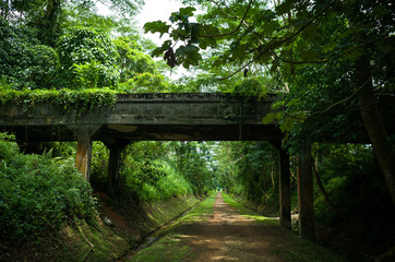 Fototapeta premium Singapore Jungle Hiking Trail