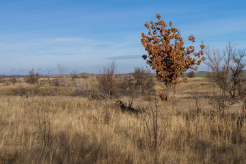 A young oak tree
