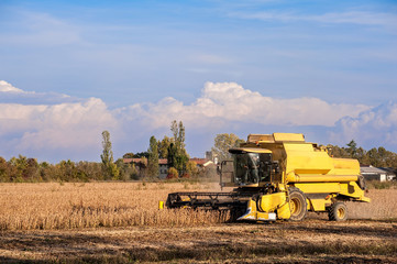 Obraz premium Harvesting of soybean field with combine harvester.