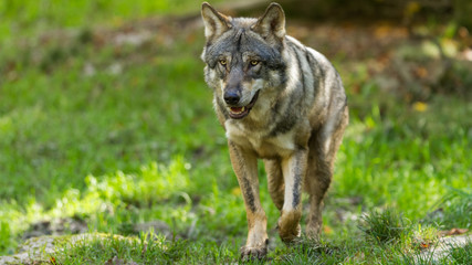 Grey Wolf - Loup Gris