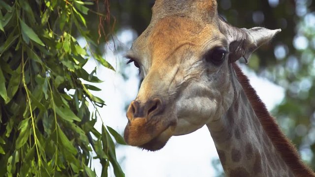 Closeup of a Giraffe, Eating Leaves. FullHD footage