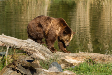 Obraz na płótnie Canvas Brown Bear - Ours Brun